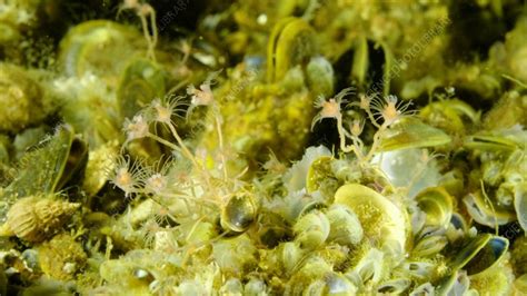  Ectopleura: A Colonial Hydrozoan Showing Stunning Bioluminescence!