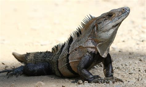  Iguana - A Reptile That Basking Enthusiasts Will Find Delightful!