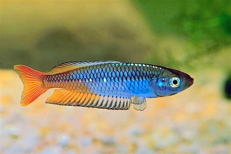  Rainbowfish! A Dazzling Miniature Jewel Exhibiting Remarkable Adaptability Within Freshwater Ecosystems