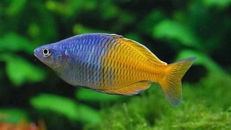  Rainbowfish! A Splash of Color That Combines Vibrant Scales and Intriguing Social Behavior