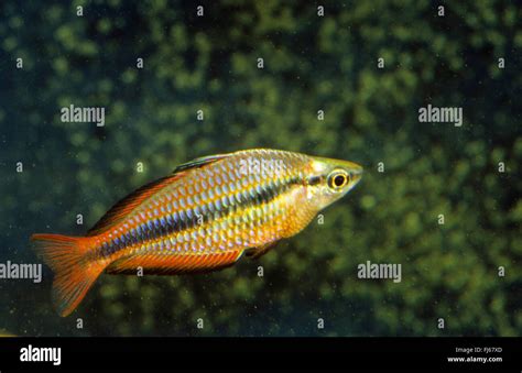  Rainbowfish! A Tiny Jewel That Displays its Opulence through Brilliant Stripes 