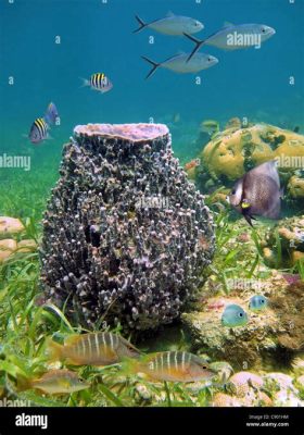  Understanding the Unique Underwater Existence of the Undulated Barrel Sponge! This ancient marine invertebrate with its intricate folds and mesmerizing texture provides crucial habitat for a plethora of marine life. 