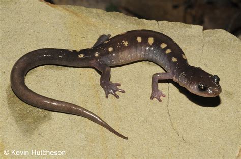  Yellow-Spotted Salamander: A Tiny Amphibian With Big Personality That Makes Quite The Splash In Its Woodland Home!