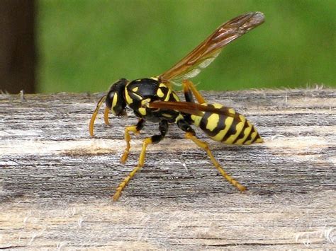  Yellowjacket! A Stinging Enigma Hiding Within its Vibrant Stripes