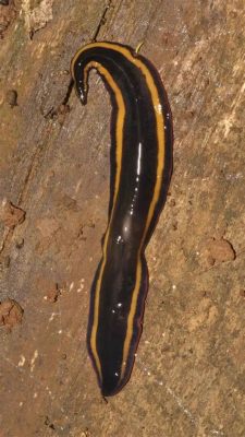 Kobeltia: An Intriguing Flatworm Displaying Remarkable Regeneration Abilities!