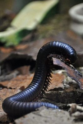 Nightmare Millipede - A Curious Creature That Crawls with Countless Legs and Inhabits Dark and Damp Habitats!