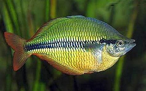  Rainbowfish! A Dazzling Miniature Jewel Exhibiting Remarkable Adaptability Within Freshwater Ecosystems