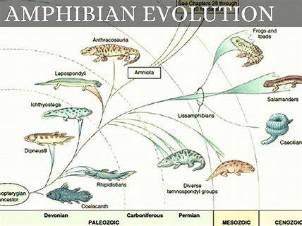  Salamander: The Slithering Symphony of Amphibian Evolution!