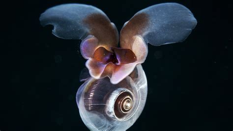  Top-Shelving Tentacles: Can You Believe This Tiny Snail Swims With A Single Gill?! 