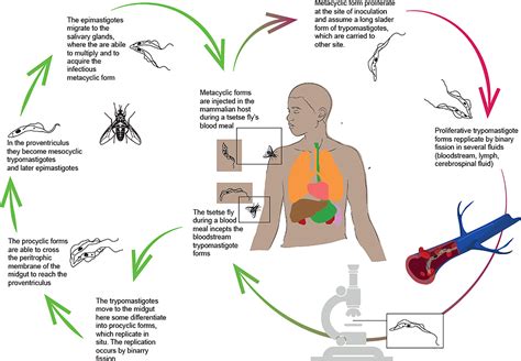  Trypanosoma: A Tiny Parasite Capable of Both Fascinating Journeys and Devastating Diseases!