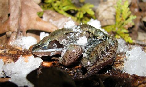  Wood Frog: An Amphibious Master of Freezing Survival!