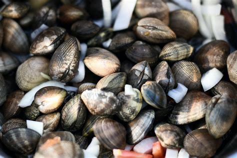 Zebra Mussel:  A Tiny Mollusk That Packs a Powerful Punch When It Comes to Invasive Species!