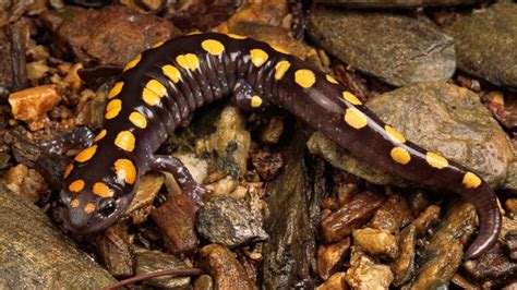 Cayuga Salamander A Slithering Survivor Adapting Perfectly To Its Woodland Habitat!