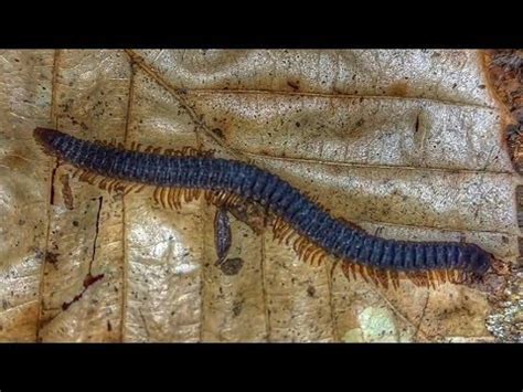  Flat-backed Millipedes: These Many-Legged Wonders Are Known for Their Unique Defensive Mechanism and Remarkable Regeneration Abilities!