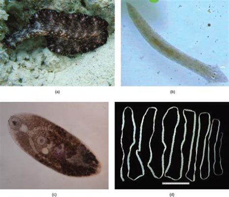 Flatworms! Discovering These Unassuming yet Remarkable Arthropods That Thrive in the Shadows