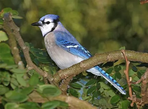 Jay: A Bird With Striking Feathers That Flies Through Forest Canopies Like a Tiny Blue Rocket Ship!