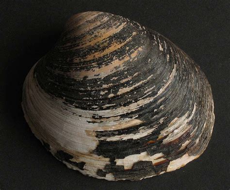  Northern Quahog! A Bivalve Marvel With an Unexpectedly Long Lifespan