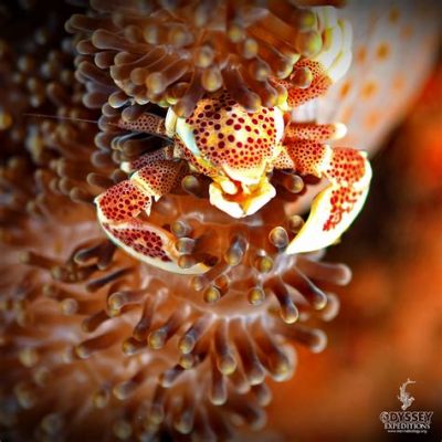  Porcelain Crab! A Tiny Master of Camouflage Living Amongst Sea Anemones