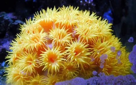 Sun Coral Thrives In Reef Environments Despite Its Solitary Nature!