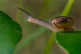  Welk - An Intriguing Snail That Embraces Its Slime Trail for Survival and Reproduction!