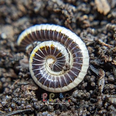  White-Striped Millipede: A Harmless Creature With Many Legs And An Exquisite Taste For Decay!