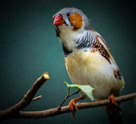 Zebra Finch! Learn About This Sociable Songbird with Striking Black and White Stripes!